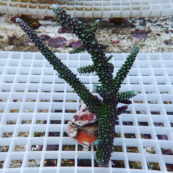 【サンゴ現物45】ミドリイシ !15時までのご注文で当日発送 【ミドリイシ】(t214