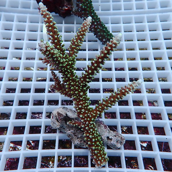 【サンゴ現物46】ミドリイシ !15時までのご注文で当日発送 【ミドリイシ】(t214