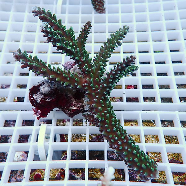 【サンゴ現物47】ミドリイシ !15時までのご注文で当日発送 【ミドリイシ】(t214