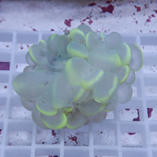 【サンゴ現物18】バブルコーラル  !ミズタマサンゴ 15時までのご注文で当日発送 【サンゴ】(t141