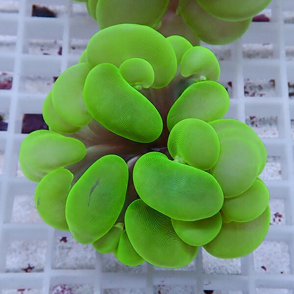 【サンゴ現物19】バブルコーラル  !ミズタマサンゴ 15時までのご注文で当日発送 【サンゴ】(t141