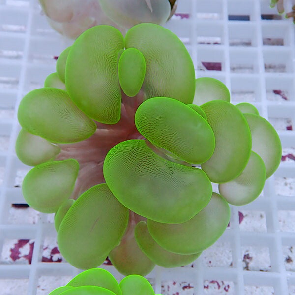 【サンゴ現物20】バブルコーラル  !ミズタマサンゴ 15時までのご注文で当日発送 【サンゴ】(t141