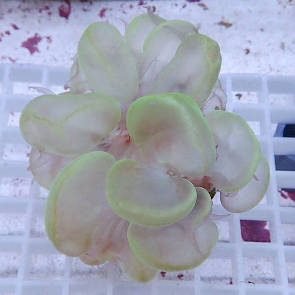 【サンゴ現物21】バブルコーラル  !ミズタマサンゴ 15時までのご注文で当日発送 【サンゴ】(t141