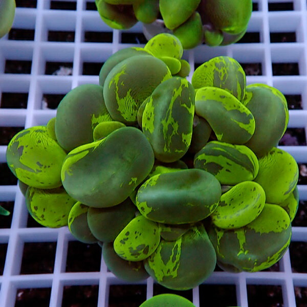 【サンゴ現物110】バブルコーラル  !ミズタマサンゴ 15時までのご注文で当日発送 【サンゴ】(t141