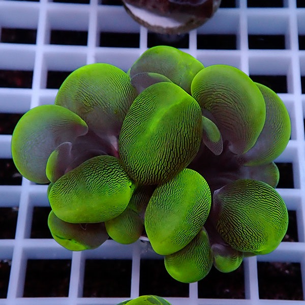 【サンゴ現物111】バブルコーラル  !ミズタマサンゴ 15時までのご注文で当日発送 【サンゴ】(t141