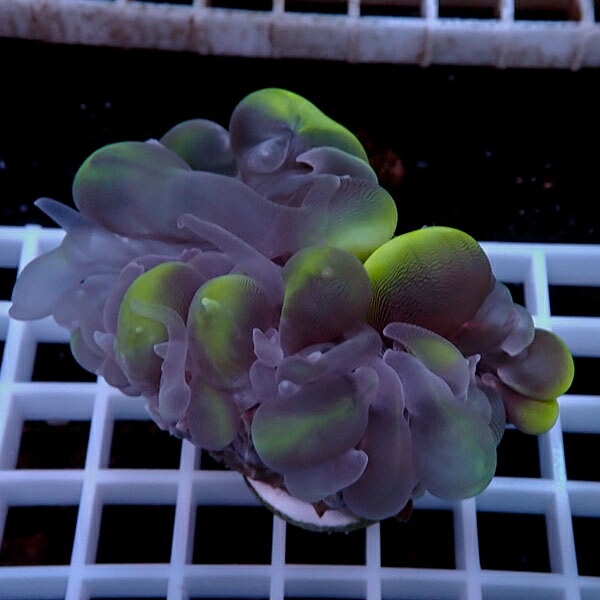 【サンゴ現物112】バブルコーラル  !ミズタマサンゴ 15時までのご注文で当日発送 【サンゴ】(t141