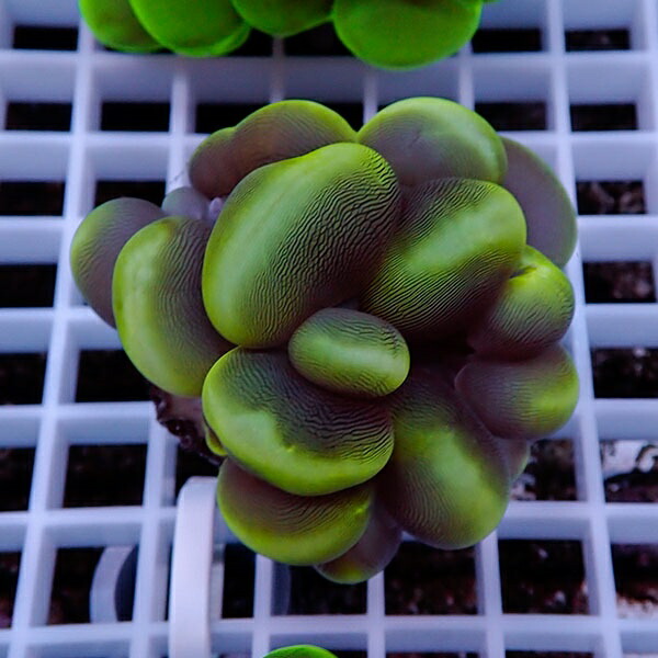 【サンゴ現物114】バブルコーラル  !ミズタマサンゴ 15時までのご注文で当日発送 【サンゴ】(t141