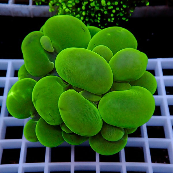 【サンゴ現物115】バブルコーラル  !ミズタマサンゴ 15時までのご注文で当日発送 【サンゴ】(t141