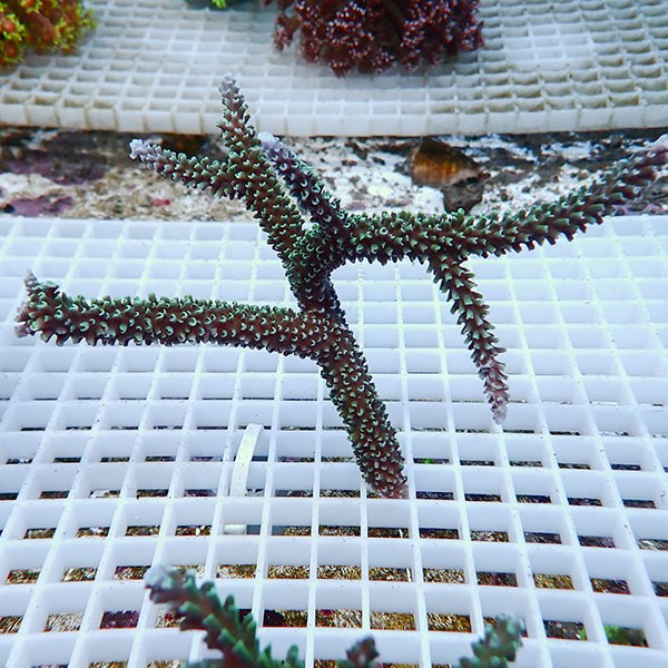 【サンゴ現物48】ミドリイシ !15時までのご注文で当日発送 【ミドリイシ】(t214