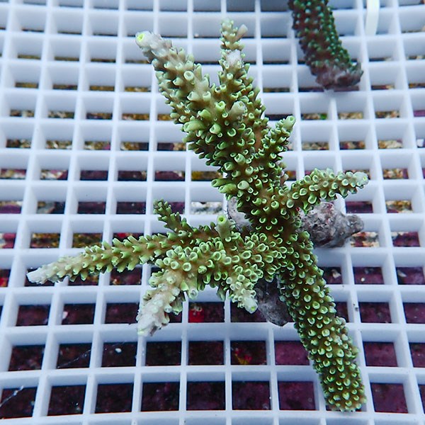 【サンゴ現物49】ミドリイシ !15時までのご注文で当日発送 【ミドリイシ】(t214