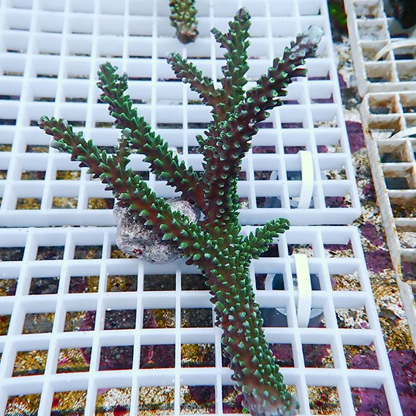 【サンゴ現物50】ミドリイシ !15時までのご注文で当日発送 【ミドリイシ】(t214