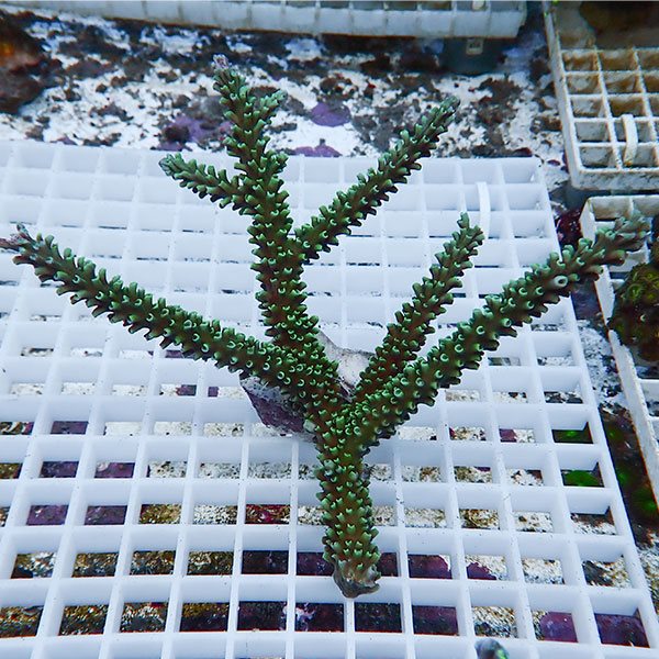 【サンゴ現物51】ミドリイシ !15時までのご注文で当日発送 【ミドリイシ】(t214