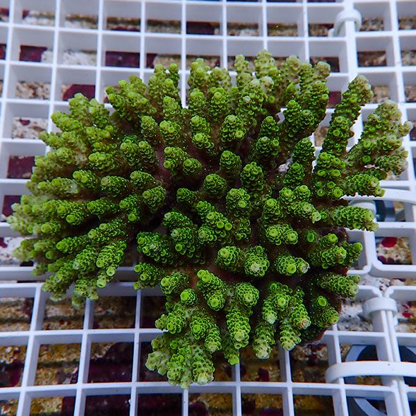 【サンゴ現物52】ミドリイシ !15時までのご注文で当日発送 【ミドリイシ】(t214