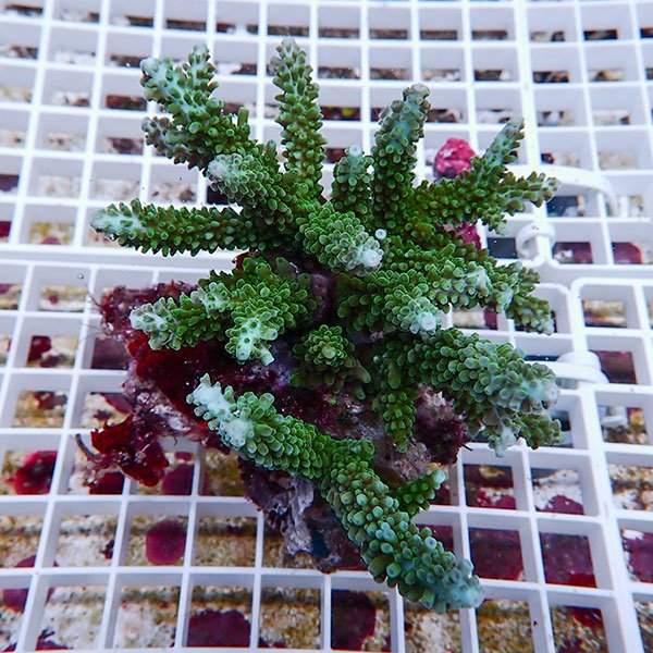 【サンゴ現物53】ミドリイシ !15時までのご注文で当日発送 【ミドリイシ】(t214