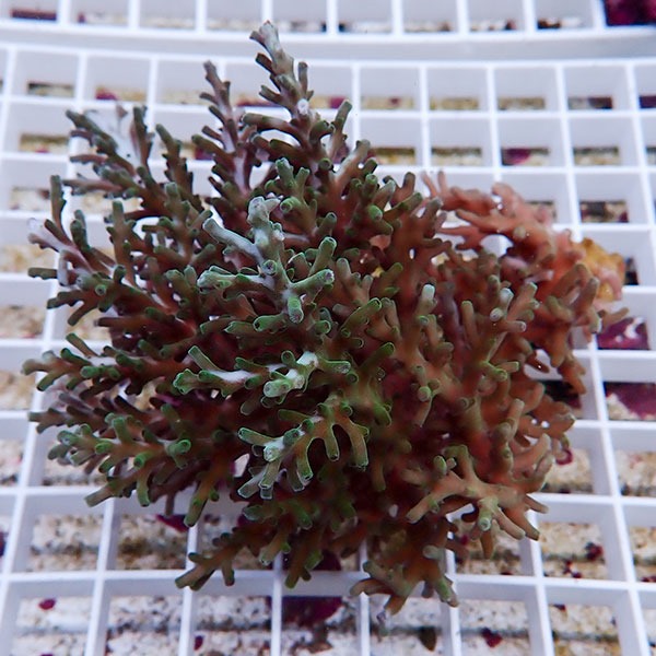 【サンゴ現物54】ミドリイシ !15時までのご注文で当日発送 【ミドリイシ】(t214