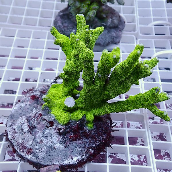 【サンゴ現物30】エダコモンサンゴブリード ! 15時までのご注文で当日発送【ミドリイシ】(t214