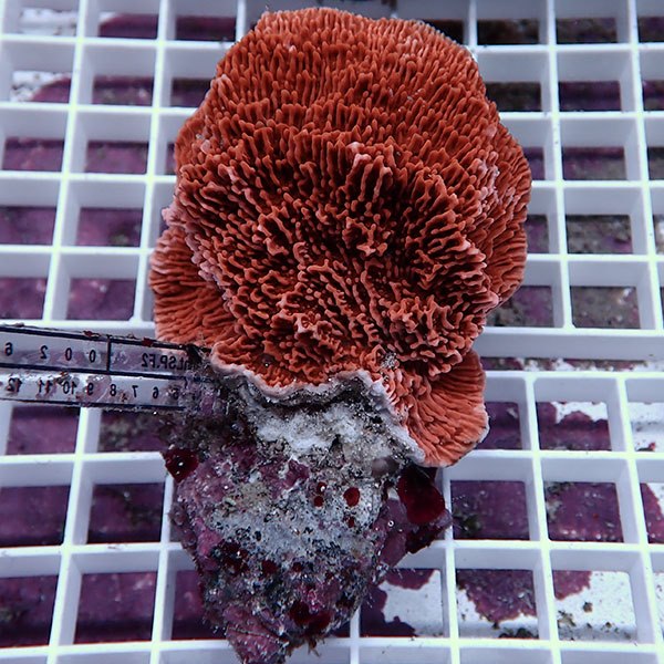 【サンゴ現物31】ウスコモンサンゴブリード ! 15時までのご注文で当日発送【ミドリイシ】(t214