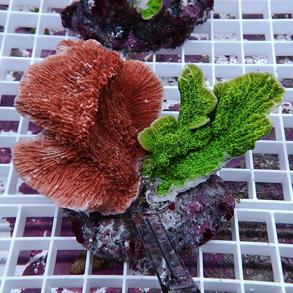 【サンゴ現物33】ウスコモンサンゴブリード ! 15時までのご注文で当日発送【ミドリイシ】(t214