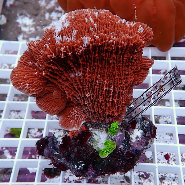 【サンゴ現物34】ウスコモンサンゴブリード ! 15時までのご注文で当日発送【ミドリイシ】(t214