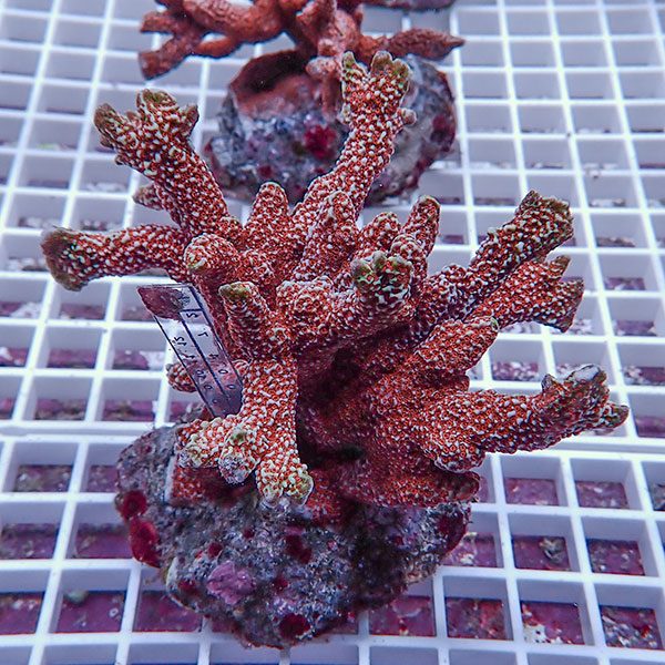 【サンゴ現物35】エダコモンサンゴブリード ! 15時までのご注文で当日発送【ミドリイシ】(t214