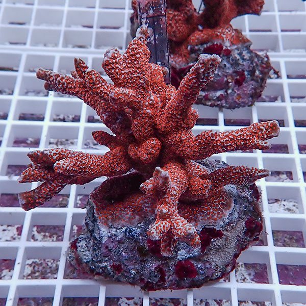 【サンゴ現物36】エダコモンサンゴブリード ! 15時までのご注文で当日発送【ミドリイシ】(t214