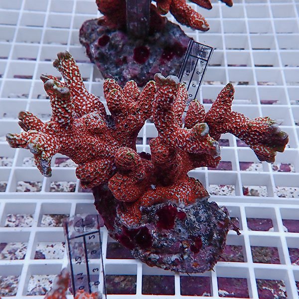 【サンゴ現物37】エダコモンサンゴブリード ! 15時までのご注文で当日発送【ミドリイシ】(t214