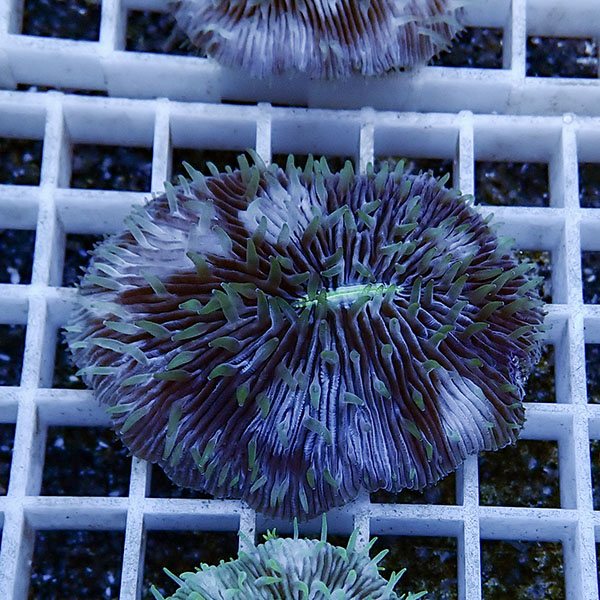 【サンゴ現物23】クサビライシ !15時までのご注文で当日発送 【サンゴ】(t222