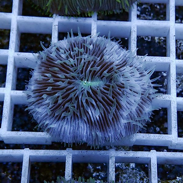 【サンゴ現物24】クサビライシ !15時までのご注文で当日発送 【サンゴ】(t222