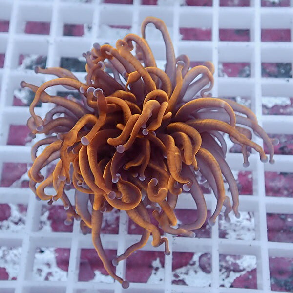 【サンゴ現物65】フラワーコーラルフラグ ゴールドトーチ ! 15時までのご注文で当日発送【サンゴ】(t142