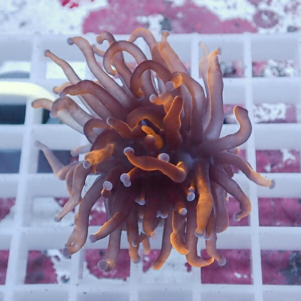 【サンゴ現物66】フラワーコーラルフラグ ゴールドトーチ ! 15時までのご注文で当日発送【サンゴ】(t142