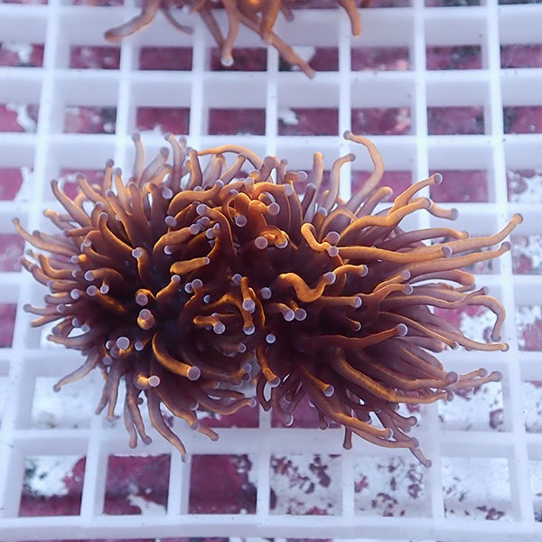 【サンゴ現物67】フラワーコーラルフラグ ゴールドトーチ ! 15時までのご注文で当日発送【サンゴ】(t142