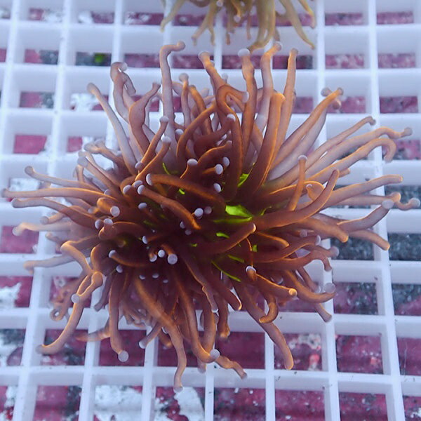 【サンゴ現物68】フラワーコーラルフラグ ゴールドトーチ ! 15時までのご注文で当日発送【サンゴ】(t142