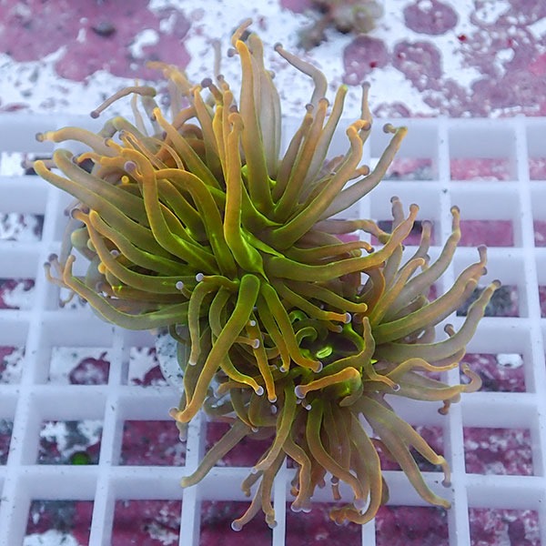 【サンゴ現物69】フラワーコーラルフラグ ゴールドトーチ ! 15時までのご注文で当日発送【サンゴ】(t142
