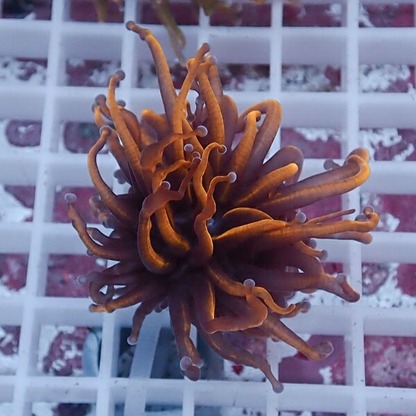 【サンゴ現物70】フラワーコーラルフラグ ゴールドトーチ ! 15時までのご注文で当日発送【サンゴ】(t142