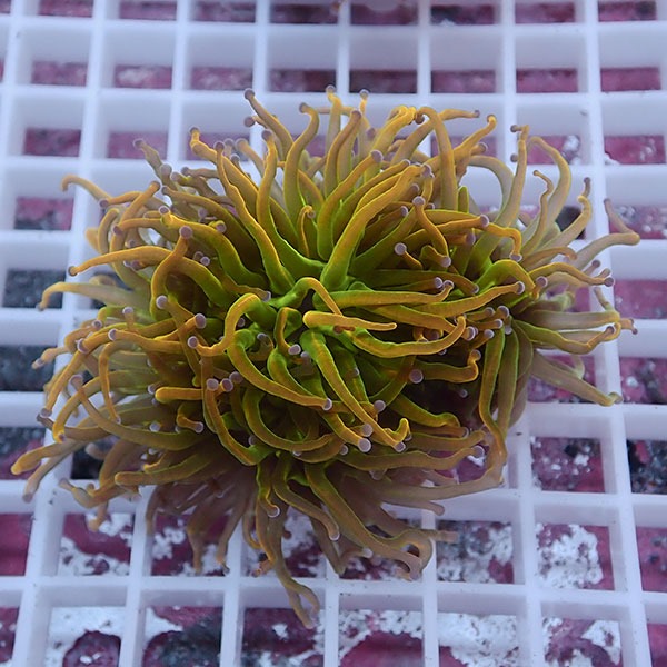 【サンゴ現物71】フラワーコーラルフラグ ゴールドトーチ ! 15時までのご注文で当日発送【サンゴ】(t142