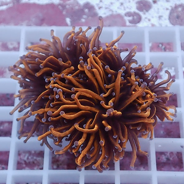 【サンゴ現物72】フラワーコーラルフラグ ゴールドトーチ ! 15時までのご注文で当日発送【サンゴ】(t142