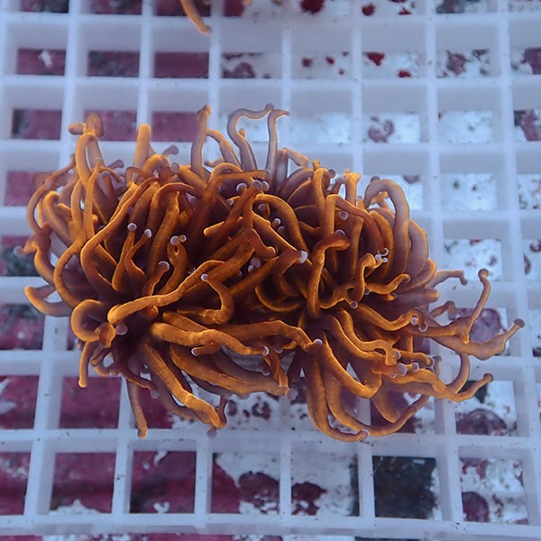 【サンゴ現物73】フラワーコーラルフラグ ゴールドトーチ ! 15時までのご注文で当日発送【サンゴ】(t142