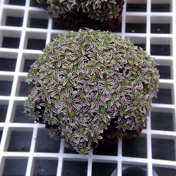 【サンゴ現物18】トンガ産クダサンゴ!15時までのご注文で当日発送(t237