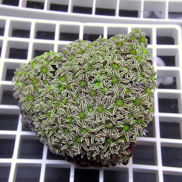 【サンゴ現物19】トンガ産クダサンゴ!15時までのご注文で当日発送(t237