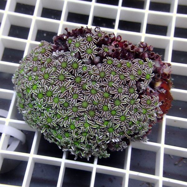 【サンゴ現物20】トンガ産クダサンゴ!15時までのご注文で当日発送(t237