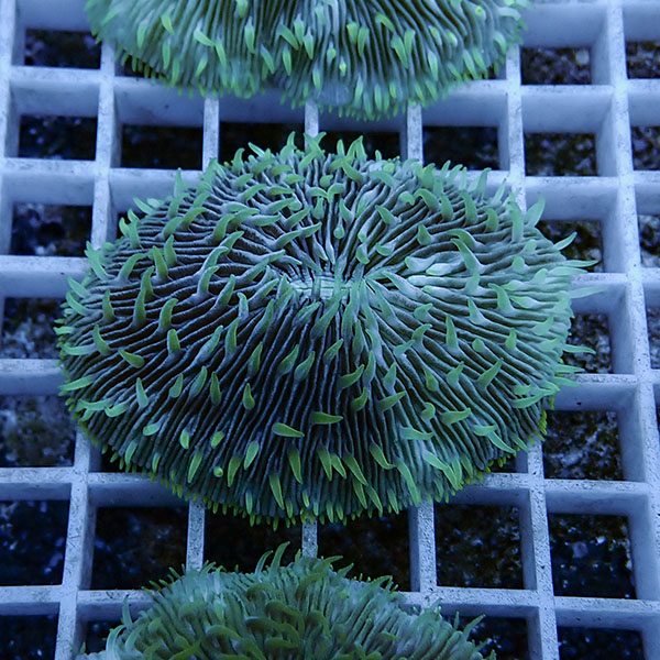 【サンゴ現物26】クサビライシ !15時までのご注文で当日発送 【サンゴ】(t222