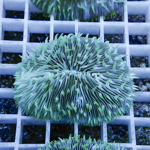 【サンゴ現物27】クサビライシ !15時までのご注文で当日発送 【サンゴ】(t222