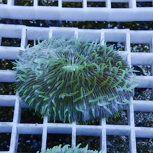 【サンゴ現物28】クサビライシ !15時までのご注文で当日発送 【サンゴ】(t222