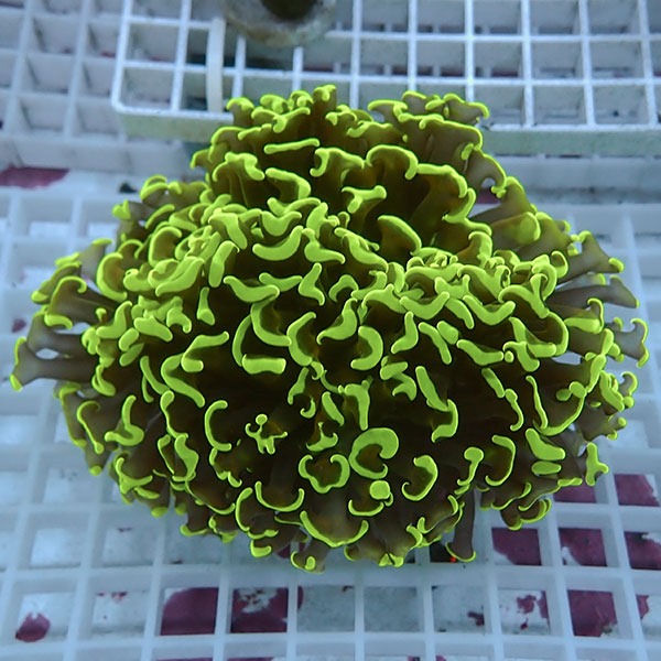 【サンゴ現物107】ナガレハナサンゴ!15時までのご注文で当日発送 【サンゴ】(t136