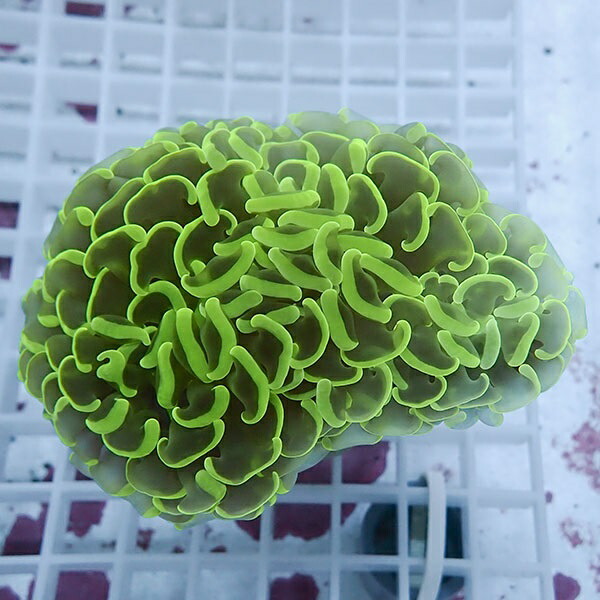 【サンゴ現物108】ナガレハナサンゴ!15時までのご注文で当日発送 【サンゴ】(t136