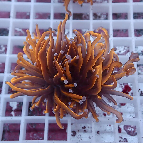 【サンゴ現物74】フラワーコーラルフラグ ゴールドトーチ ! 15時までのご注文で当日発送【サンゴ】(t142