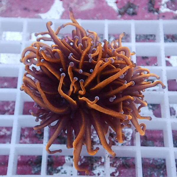 【サンゴ現物75】フラワーコーラルフラグ ゴールドトーチ ! 15時までのご注文で当日発送【サンゴ】(t142