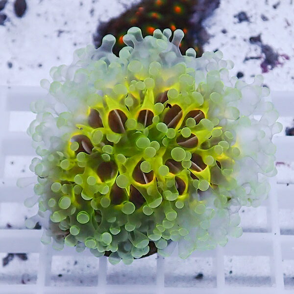 【サンゴ現物43】sale品 ホンタコアシサンゴ !15時までのご注文で当日発送 【サンゴ】(t138