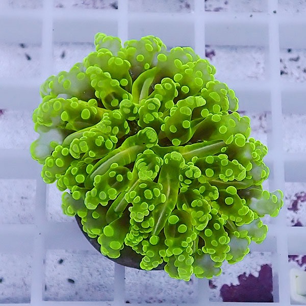 【サンゴ現物44】sale品 ホンタコアシサンゴ !15時までのご注文で当日発送 【サンゴ】(t138