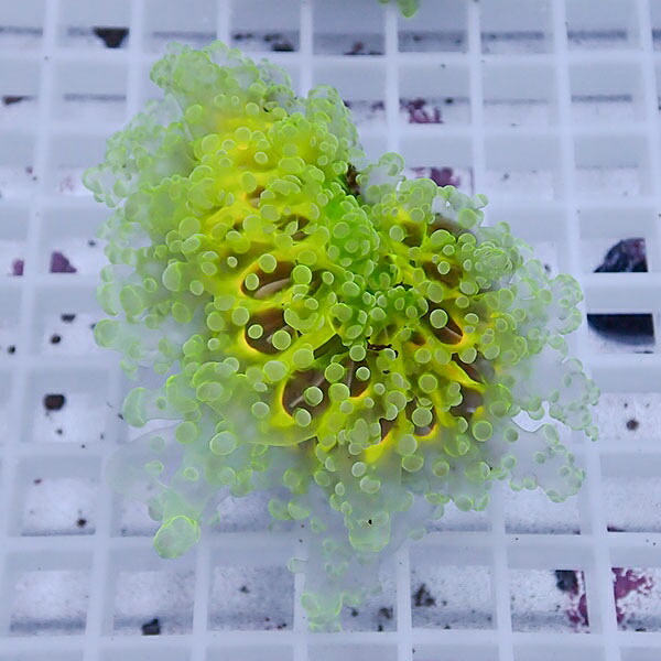 【サンゴ現物45】sale品 ホンタコアシサンゴ !15時までのご注文で当日発送 【サンゴ】(t138